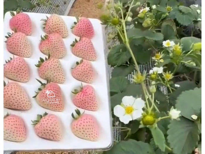 Клубника китайская Meng zhiyao Мэнчжияо-мечтатель Яо 25 саженцы