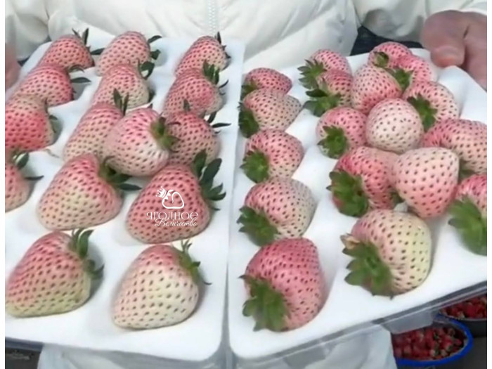 Клубника китайская Meng zhiyao Мэнчжияо-мечтатель Яо 25 саженцы