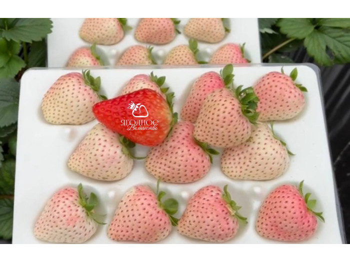 Клубника китайская Meng zhiyao Мэнчжияо-мечтатель Яо 25 саженцы