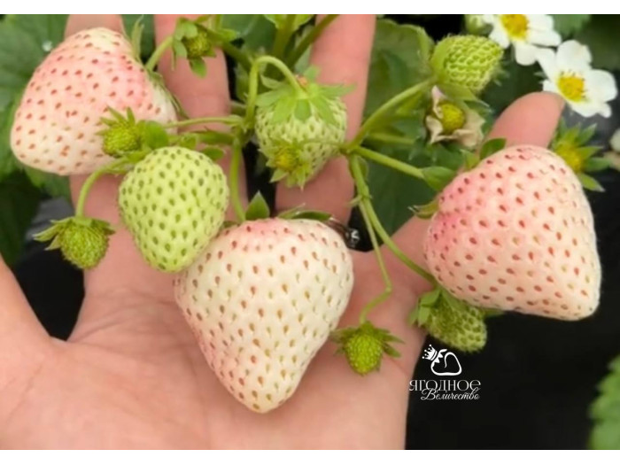 Клубника китайская Meng zhiyao Мэнчжияо-мечтатель Яо 25 саженцы