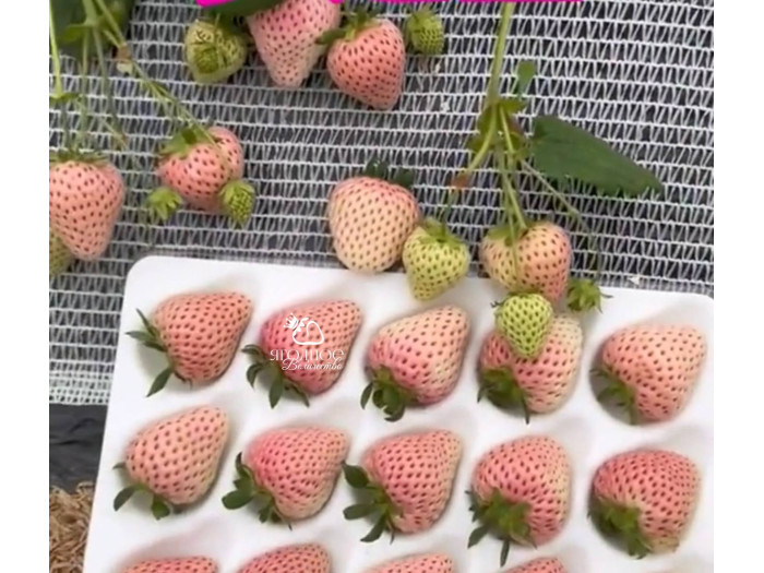 Клубника китайская Meng zhiyao Мэнчжияо-мечтатель Яо 25 саженцы