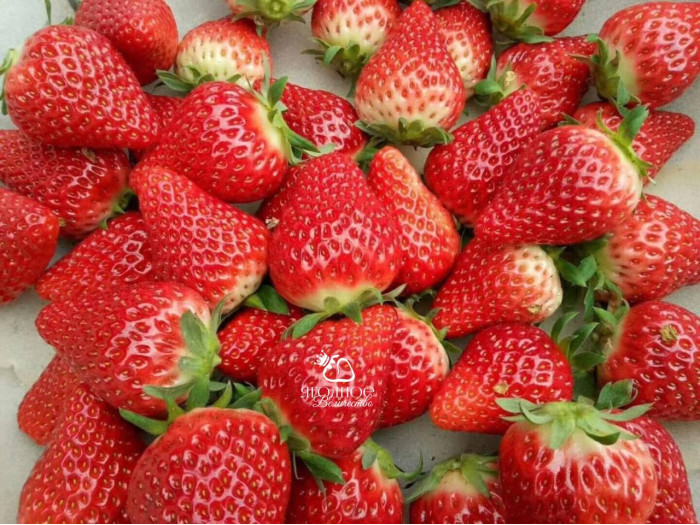 Клубника китайская  hong yu, Хонг Ю 28 саженцы