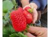 Клубника китайская  hong yu, Хонг Ю 28 саженцы
