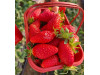 Клубника китайская  hong yu, Хонг Ю 28 саженцы