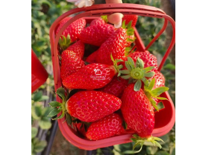 Клубника китайская  hong yu, Хонг Ю 28 саженцы