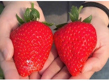 Клубника китайская hong yu, Хонг Ю 28 саженцы