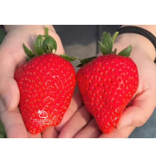 Клубника китайская hong yu, Хонг Ю 28 саженцы