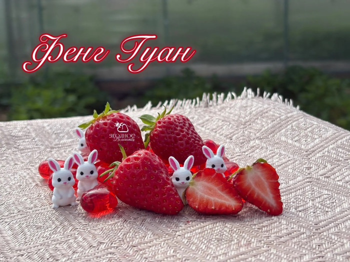 Клубника китайская  feng guan, Фенг Гуан, Корона феникса 31 саженцы