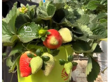 Клубника китайская Fa lan di Фаранди 34 саженцы