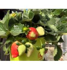 Клубника китайская Fa lan di Фаранди 34 саженцы