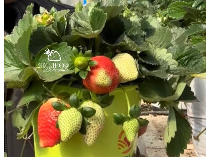 Клубника китайская Fa lan di Фаранди 34 саженцы