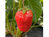 Клубника китайская Fa lan di Фаранди 34 саженцы