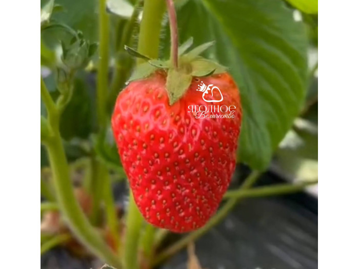 Клубника китайская Fa lan di Фаранди 34 саженцы