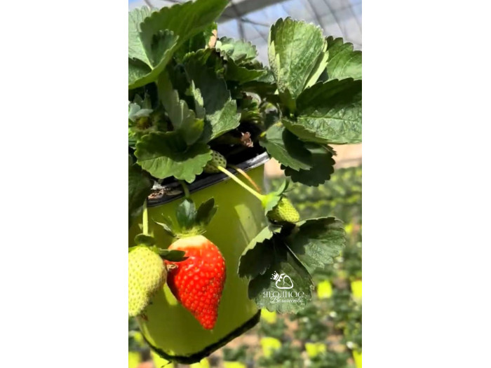 Клубника китайская Fa lan di Фаранди 34 саженцы