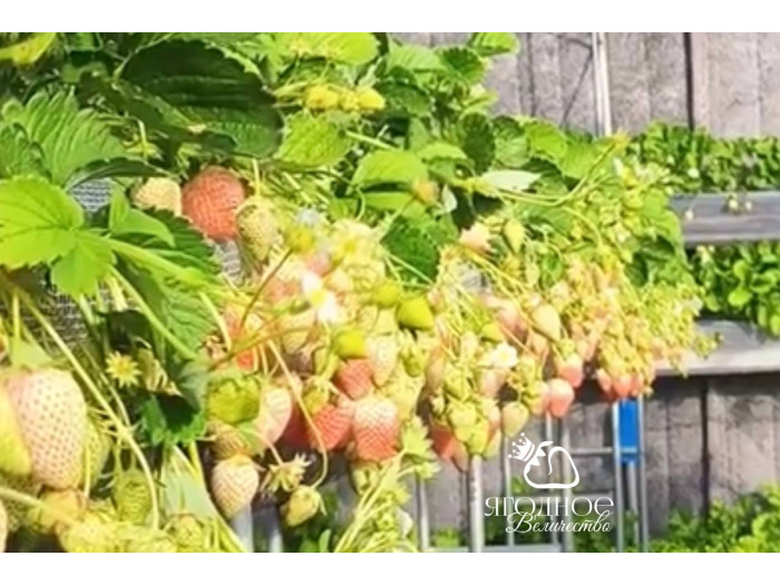 Клубника китайская dongfang fenghuang-восточный феникс 35 саженцы