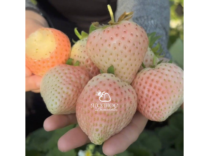 Клубника китайская dongfang fenghuang-восточный феникс 35 саженцы