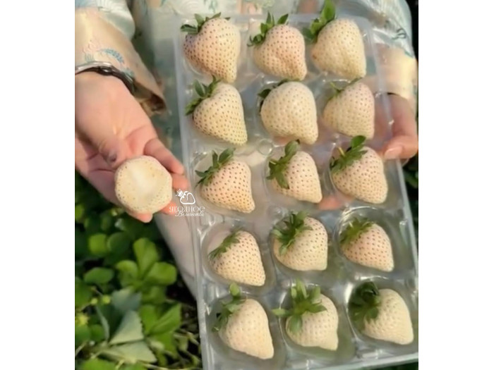 Клубника китайская Cui yu Джейд 37 саженцы