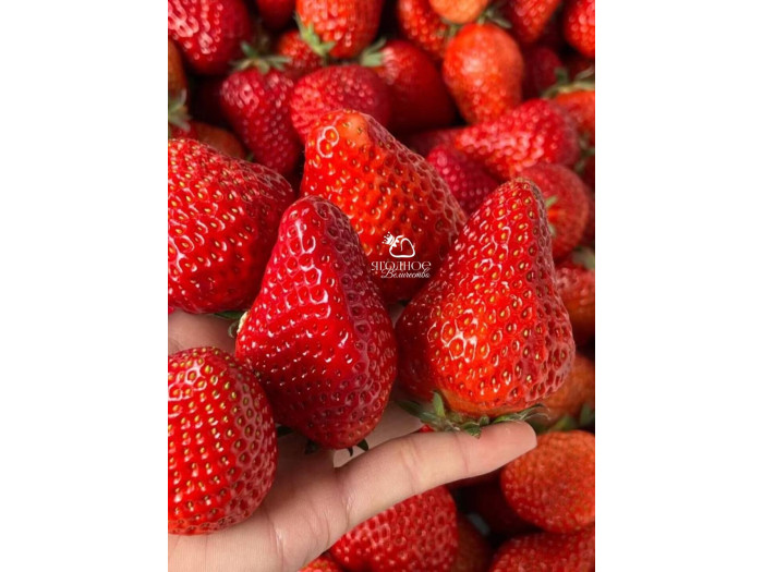 Клубника китайская Chao ji hong yan Супер Хонг ян 38 саженцы