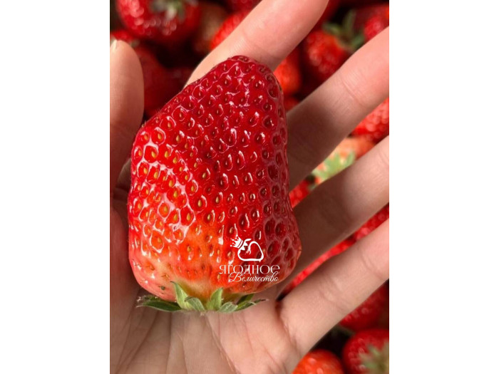 Клубника китайская Chao ji hong yan Супер Хонг ян 38 саженцы