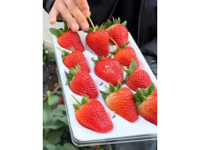 Клубника китайская Chao ji hong yan Супер Хонг ян 38 саженцы