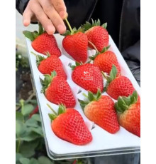 Клубника китайская Chao ji hong yan Супер Хонг ян 38 саженцы