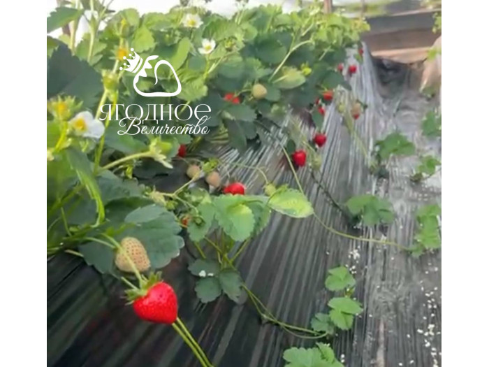 Клубника китайская 39 Bing tang xin - Бин тань синь (Ледяное сахарное сердце) саженцы