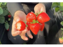 Клубника китайская 39 Bing tang xin - Бин тань синь (Ледяное сахарное сердце) саженцы