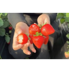 Клубника китайская 39 Bing tang xin - Бин тань синь (Ледяное сахарное сердце) саженцы