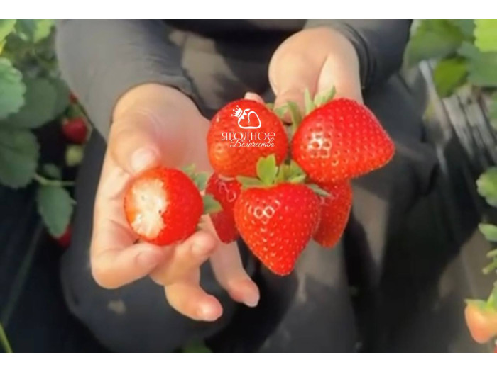 Клубника китайская 39 Bing tang xin - Бин тань синь (Ледяное сахарное сердце) саженцы