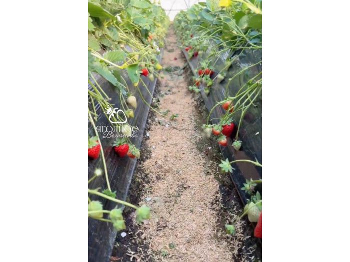 Китайская клубника Baozhu Баочжу 40 , саженцы