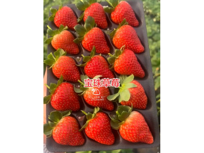 Китайская клубника Baozhu Баочжу 40 , саженцы