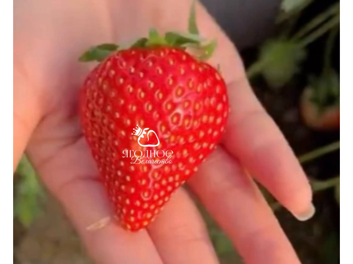 Китайская клубника Baozhu Баочжу 40 , саженцы