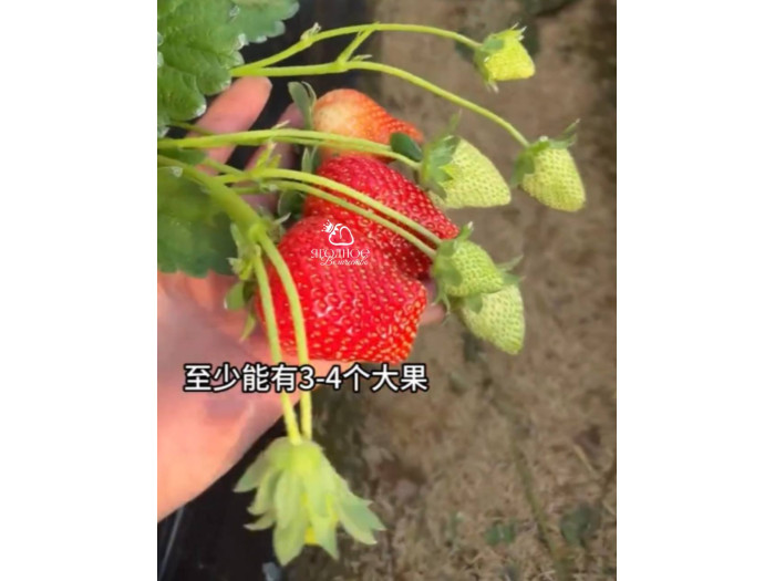 Китайская клубника Baozhu Баочжу 40 , саженцы