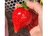 Китайская клубника Baozhu Баочжу 40 , саженцы