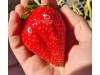 Китайская клубника Baozhu Баочжу 40 , саженцы