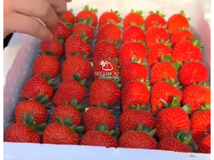 Китайская клубника Baozhu Баочжу 40 , саженцы