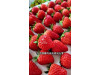 Клубника китайская hong yan Хонг ян 42 саженцы