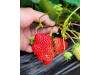 Клубника китайская hong yan Хонг ян 42 саженцы