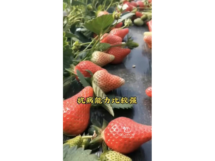 Клубника китайская zhang ji Чжан цзи(сладкий малыш) 43 саженцы