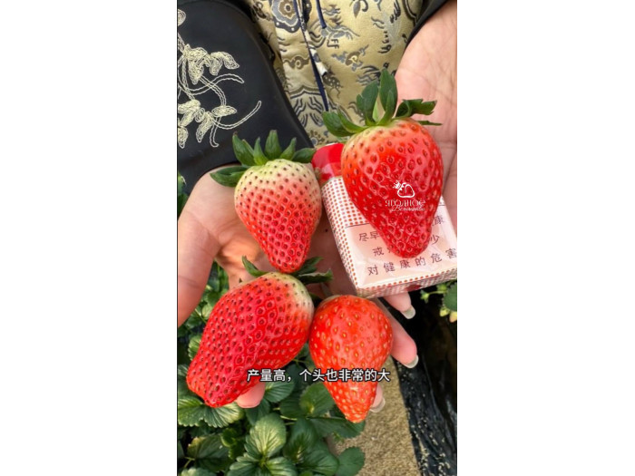 Клубника китайская zhang ji Чжан цзи(сладкий малыш) 43 саженцы