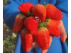 Клубника китайская zhang ji Чжан цзи(сладкий малыш) 43 саженцы