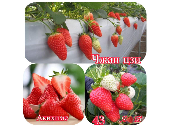 Клубника китайская zhang ji Чжан цзи(сладкий малыш) 43 саженцы