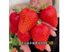 Клубника китайская Sui zhu Суи Жу - Каорино 44 япон  саженцы