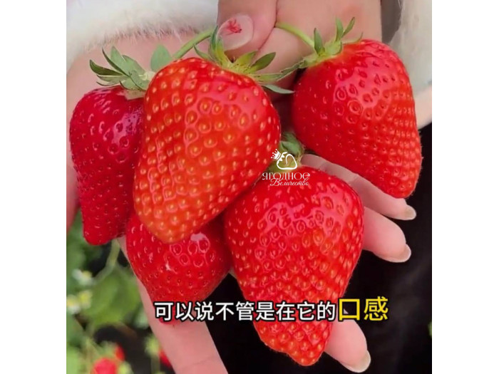 Клубника китайская Sui zhu Суи Жу - Каорино 44 япон  саженцы