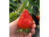 Клубника китайская Sui zhu Суи Жу - Каорино 44 япон  саженцы