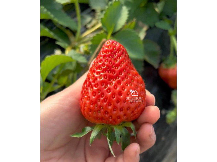 Клубника китайская Sui zhu Суи Жу - Каорино 44 япон  саженцы