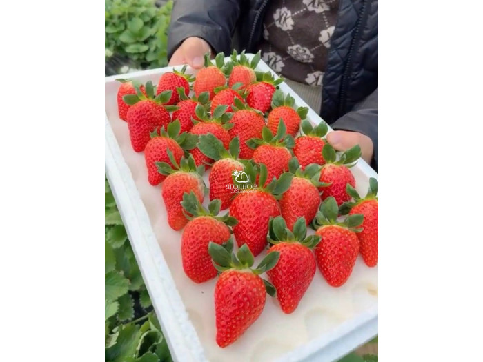 Клубника китайская Sui zhu Суи Жу - Каорино 44 япон  саженцы