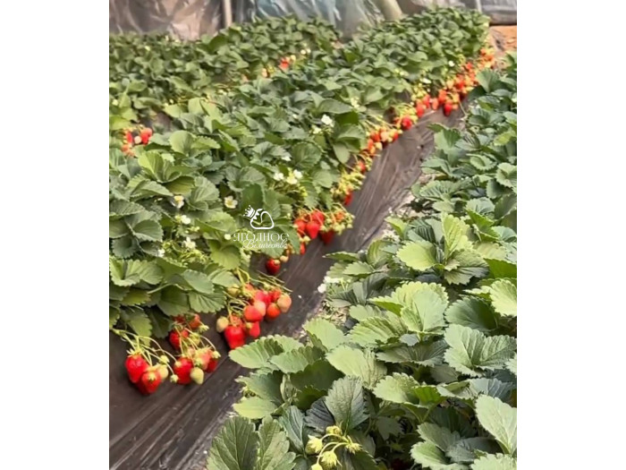 Клубника китайская Sui zhu Суи Жу - Каорино 44 япон  саженцы