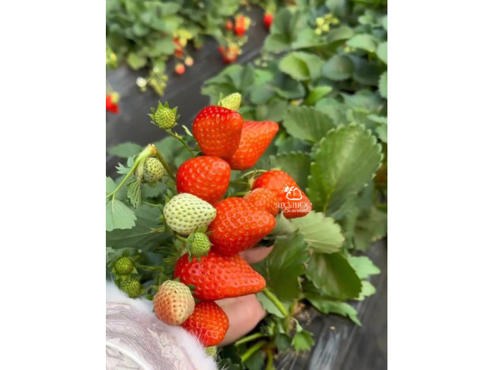 Клубника китайская Sui zhu Суи Жу - Каорино 44 япон  саженцы