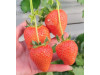 Клубника китайская Sui zhu Суи Жу - Каорино 44 япон  саженцы